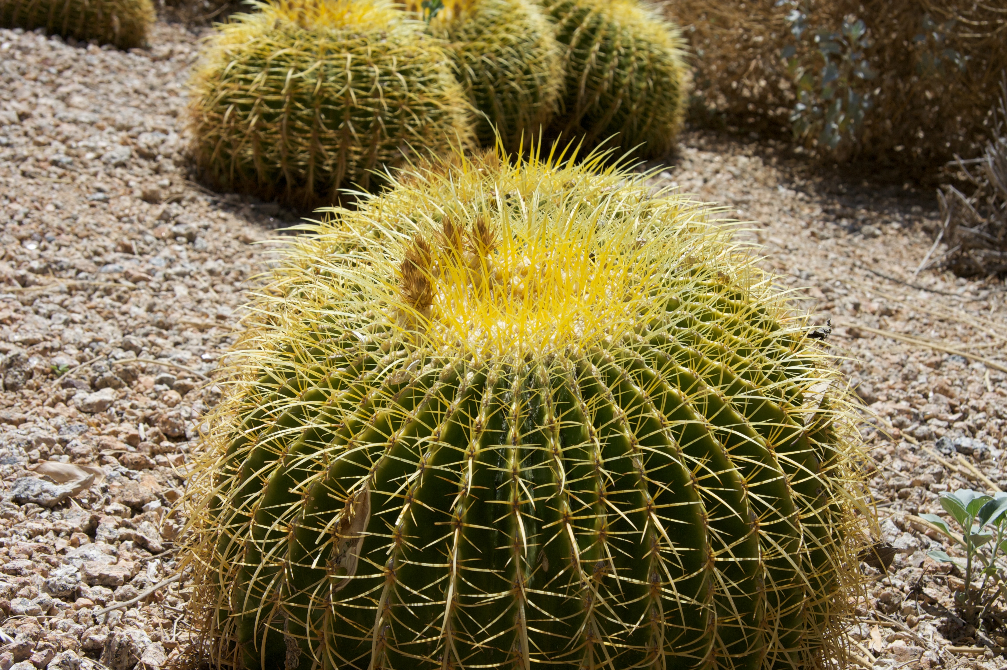 Arizona Cactus Pictures
