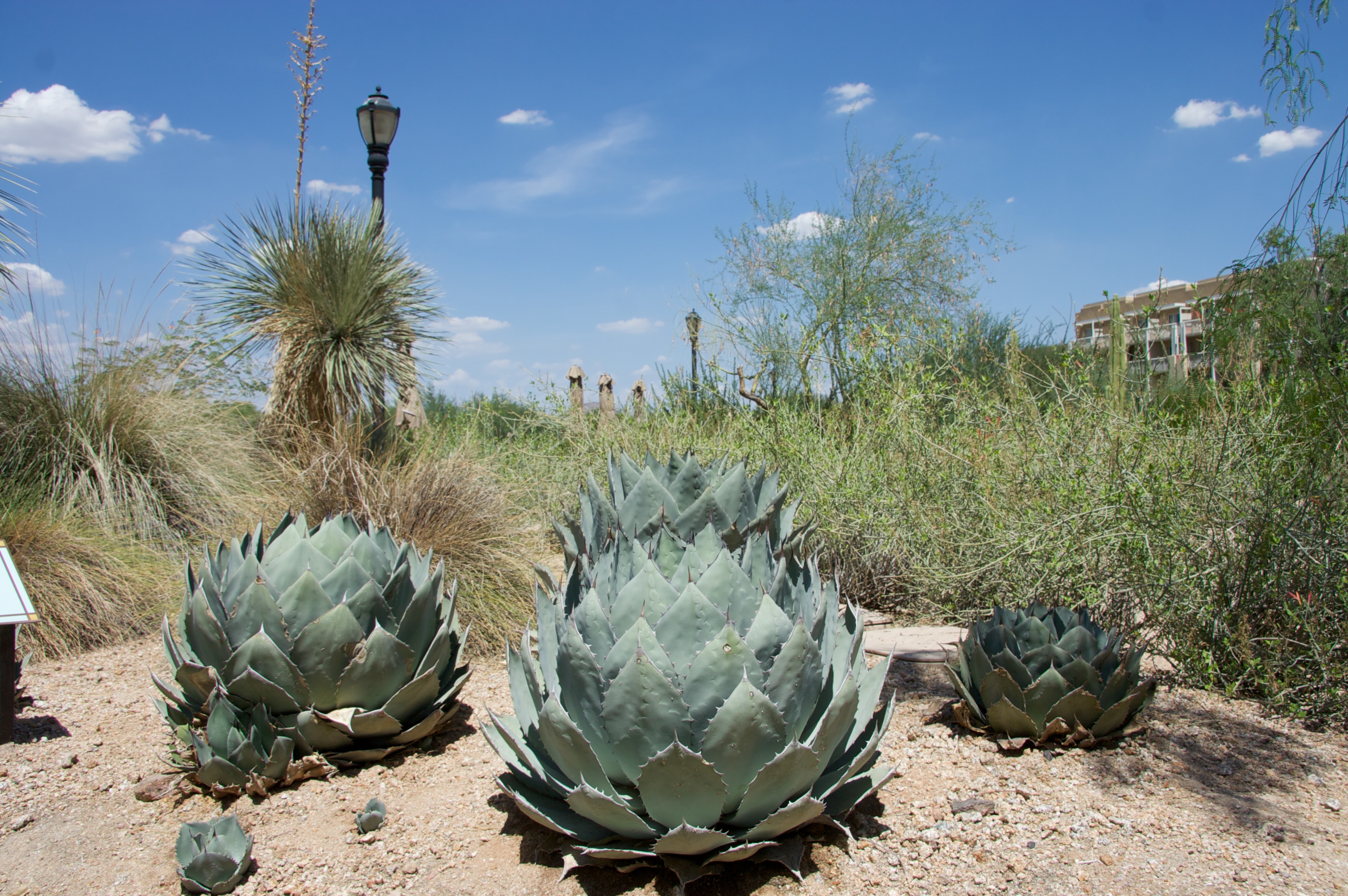 garden design app free Arizona Cactus Landscape | 3456 x 2298