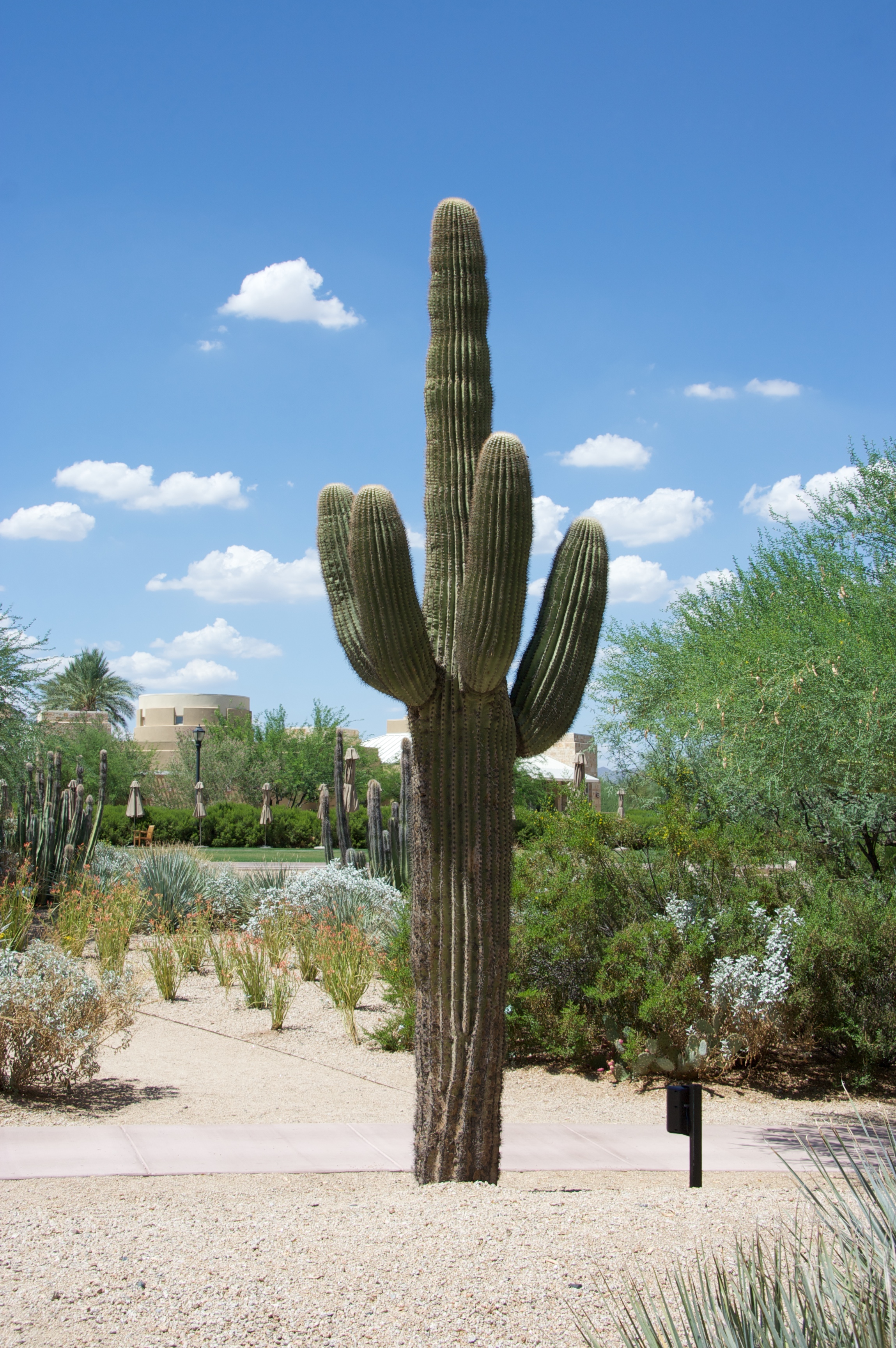 Cactus Arizona